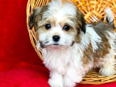 com to find your perfect puppy. . Dogs for sale tucson